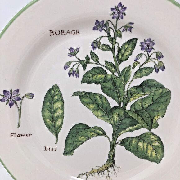 Williams Sonoma Culinary Herbs Luncheon Plates 8.75" Salad Portugal Set of 3 - Picture 11 of 12